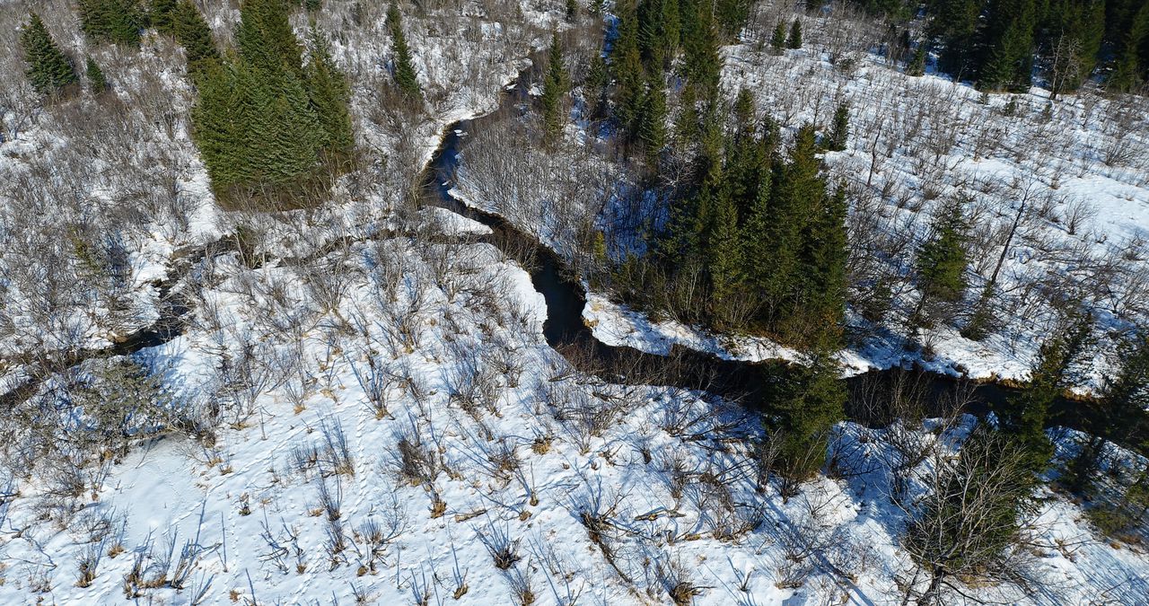 Bos in Bear Creek in Alaska. Koude en droge bossen leggen minder CO2 vast dan klimaatmodelleurs dachten.
