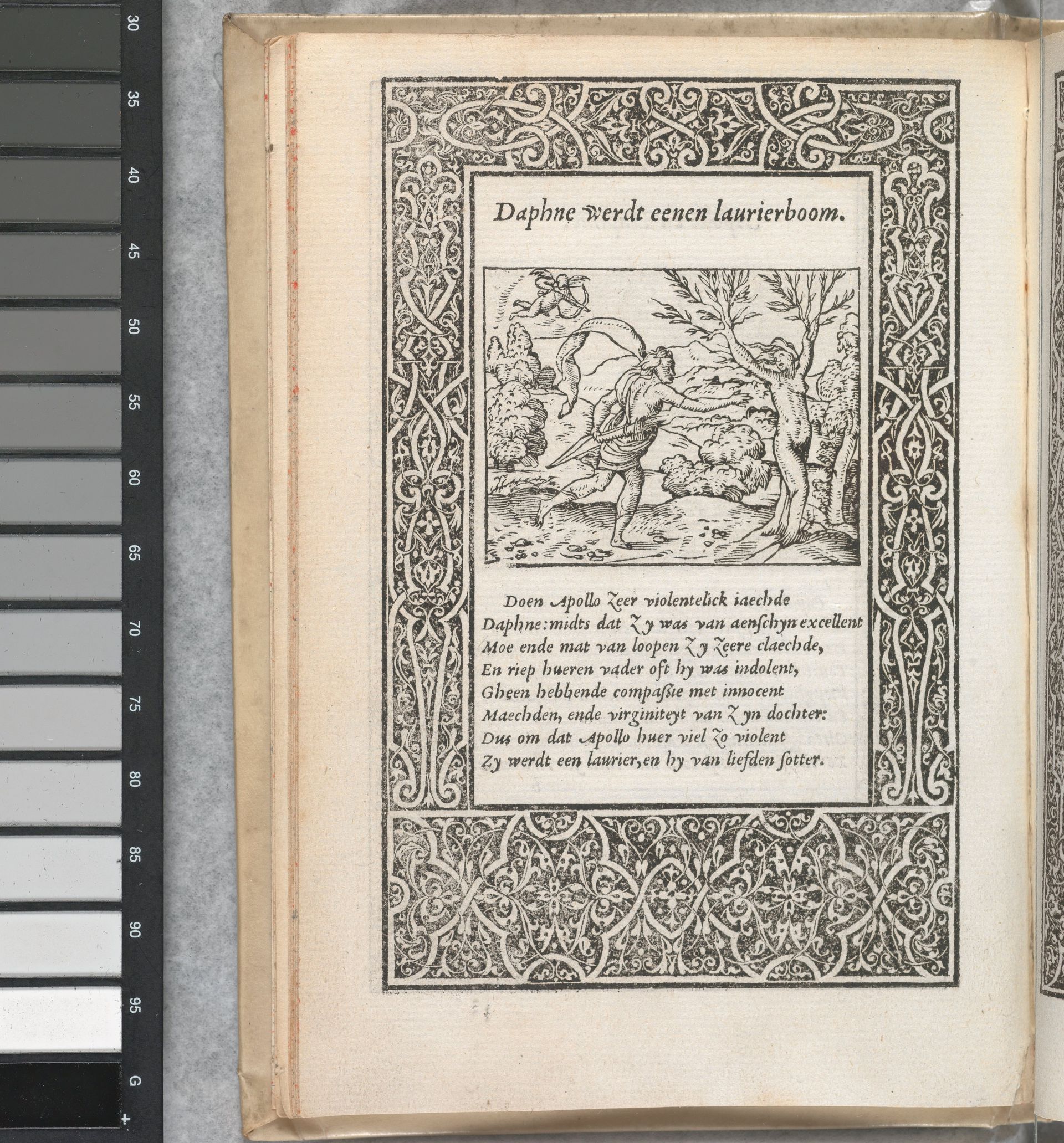 Bernard Salomon (1506–1566), Daphne werdt eenen Laurierboom, in Guillaume Borluyt, ‘Excellente figueren ghesneden vuyten vppersten poëte Ovidius (…)’, 1557. 