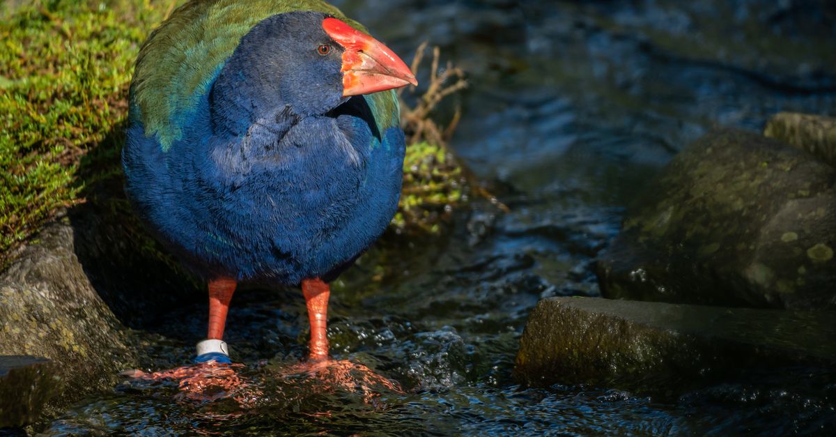Zeldzame oervogel uit Nieuw-Zeeland weet eindelijk een kuiken te verwekken
