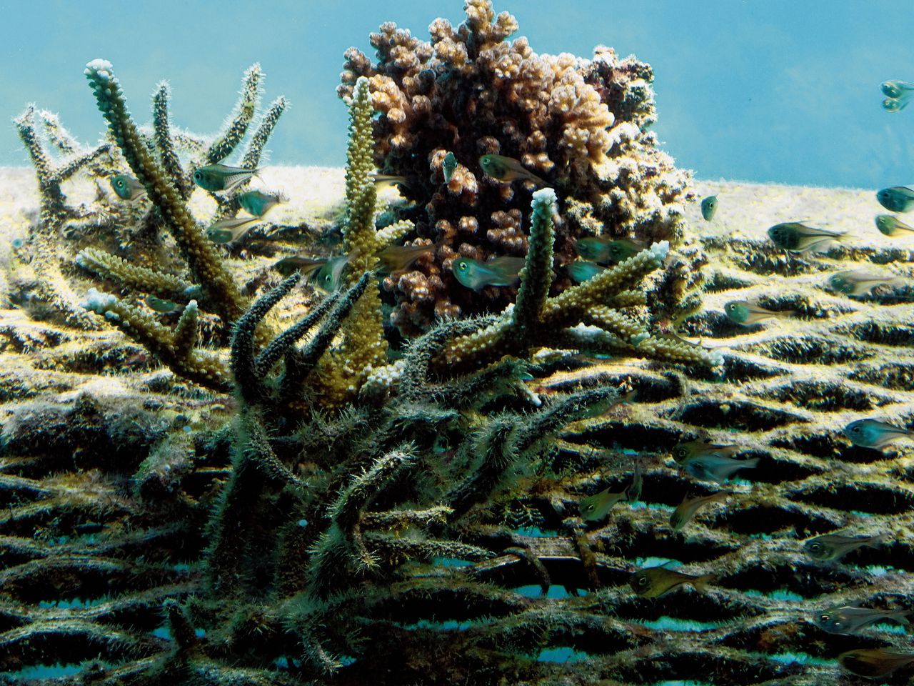 Verbleekt koraal in het Groot Barrièrerif bij Australië, als gevolg van opwarmend zeewater.