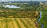 Nationaal Park de Alde Feanen Earnewald Friesland Verhaal stikstof / Arjen Schreuder / Staatsbosbeheer. It Friese Gea   Koeien bij  Westersanning  / Alde Geau alles in 1 plaat / stikstof / koeien / boerenland / natuur  FOTO ERIC BRINKHORST 