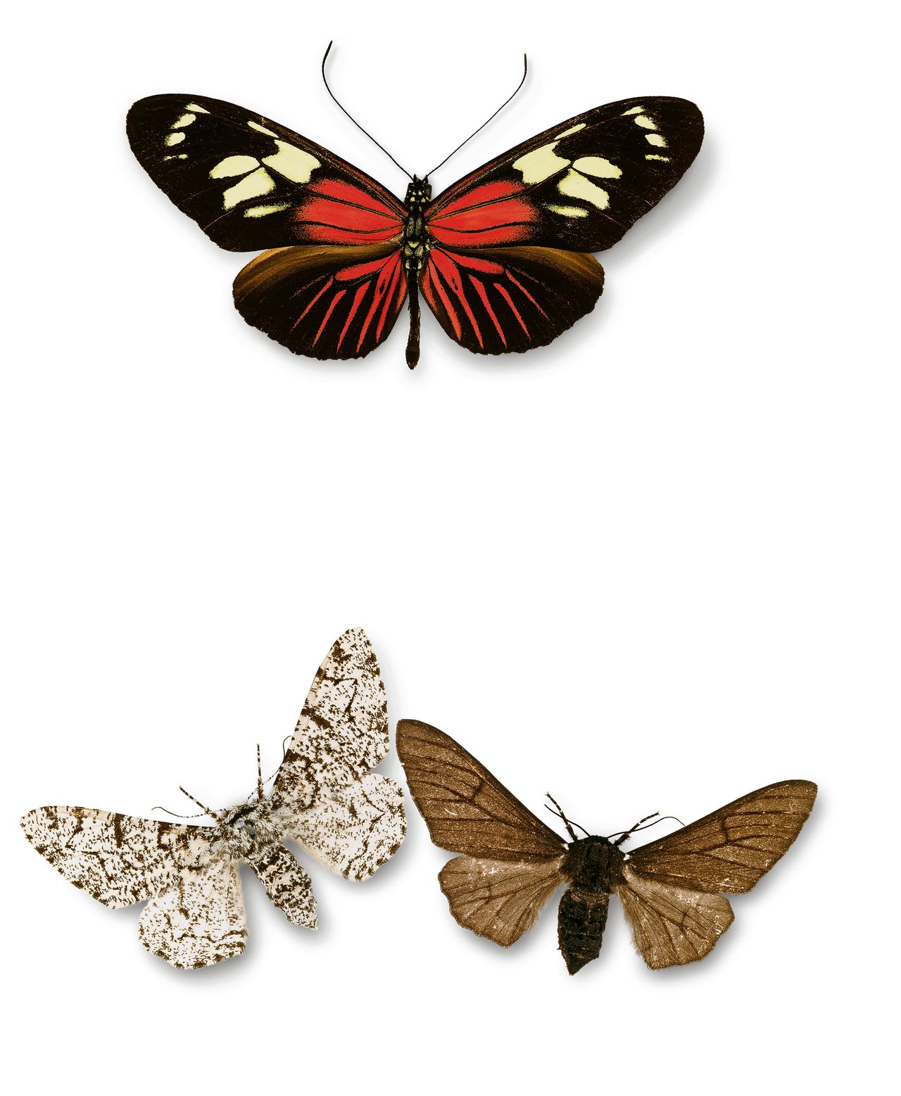 De vlinder Heliconius burneyi catharinae.Berkenspanners