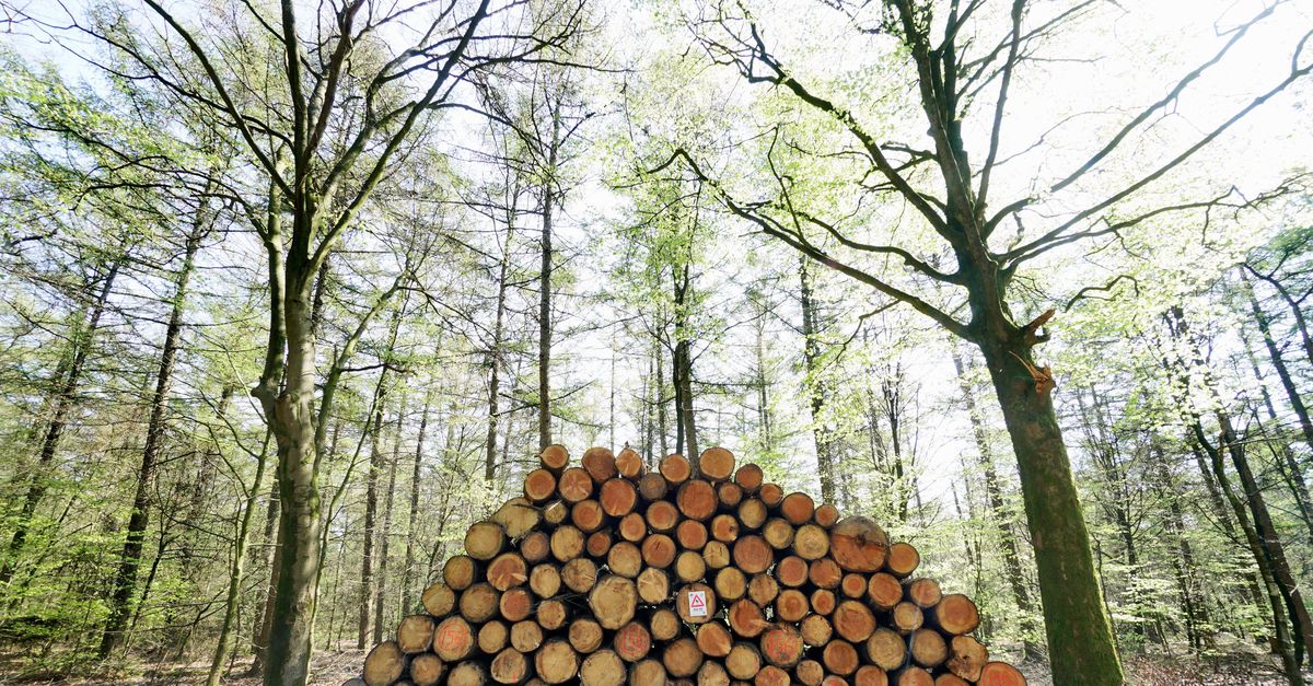 Opinie | Stop de houtkap en verrommeling van het bos