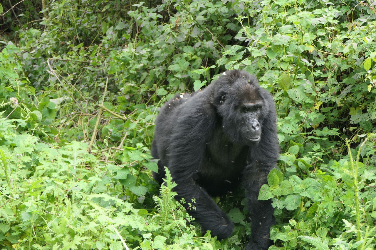 Mountain gorilla females outlive fertility