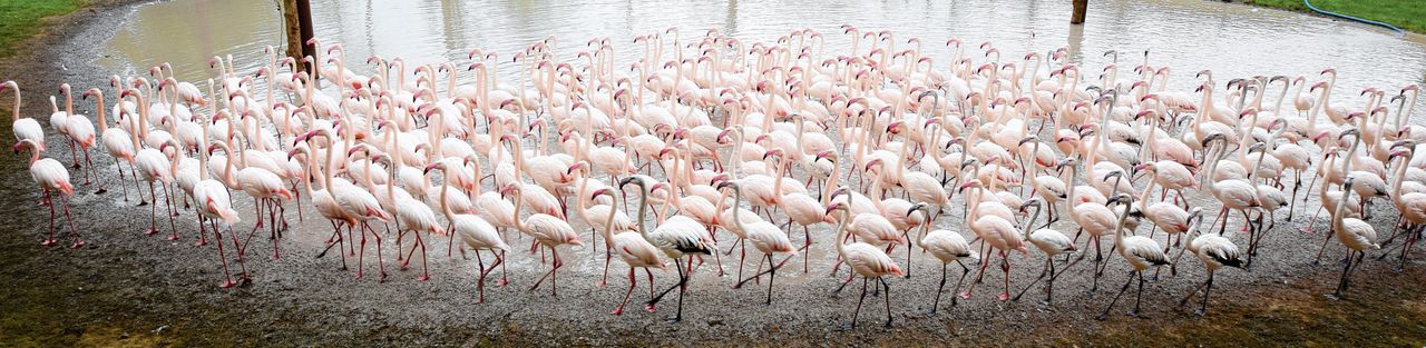 Een flamingokolonie uit het Duitse Walrode verkent, in strakke formatie, het nieuwe verblijf in Kerkrade.