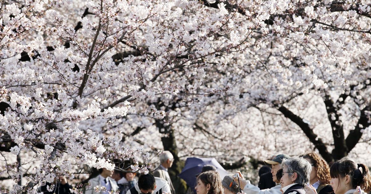 День цветущей сакуры. Фестиваль цветения и любования сакурой – Япония. Праздник цветения Сакуры в Японии. Ханами – любование сакурой в Японии. Ханами праздник цветения Сакуры.