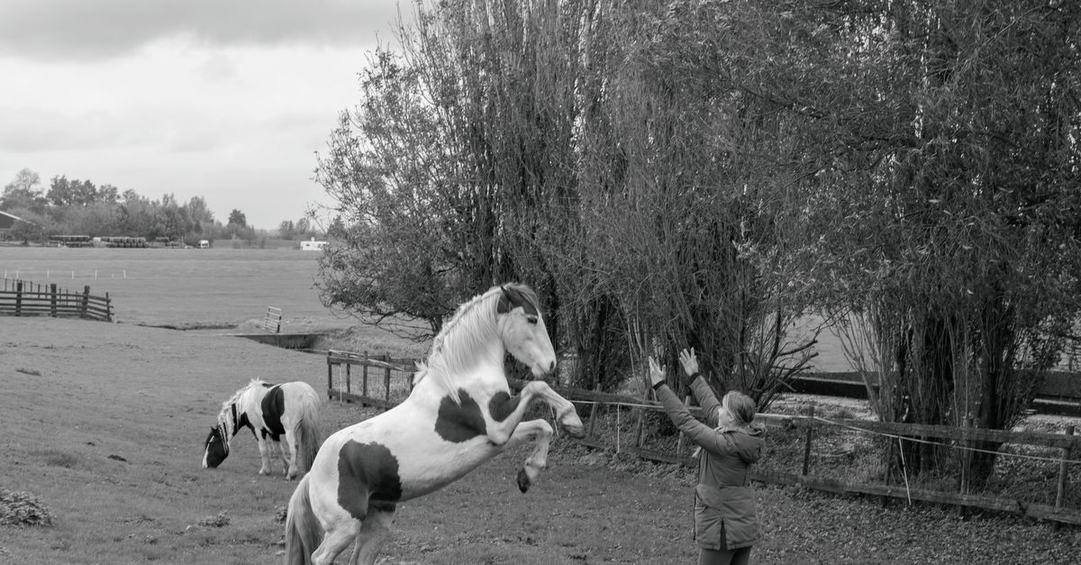 Paarden geven je een eerlijk antwoord