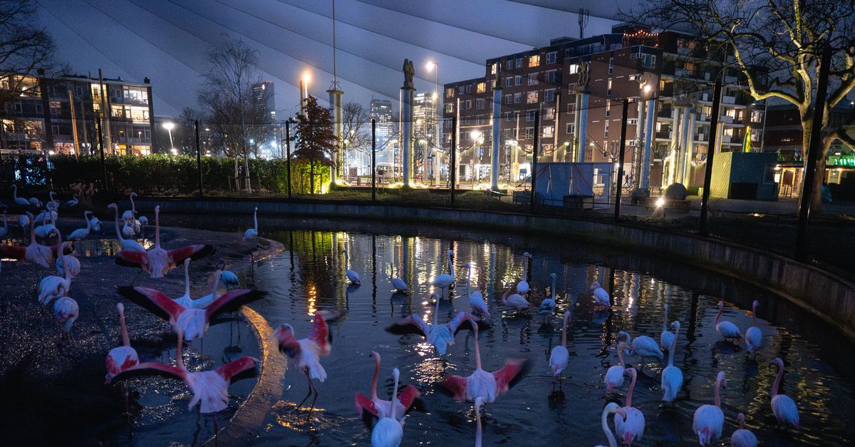 Dierentuin in het donker: de geluiden van de jungle klinken ook ’s nachts door de boxen