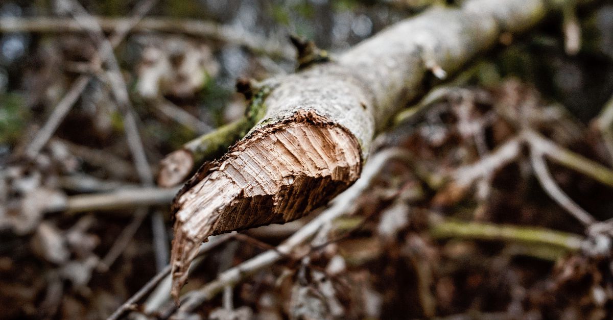 De bever bouwt door, zich van geen kwaad bewust
