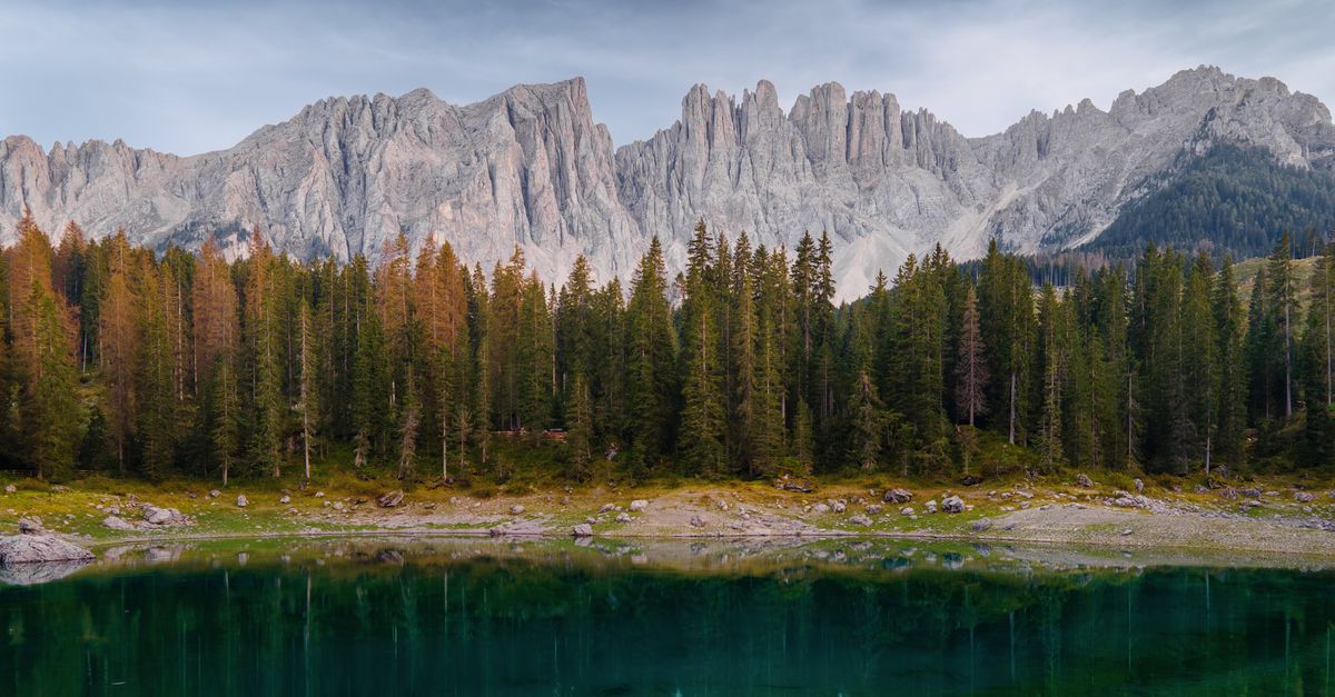 Duistere statistiek met bomen die elkaar waarschuwen voor een eclips in het Italiaanse vioolbos