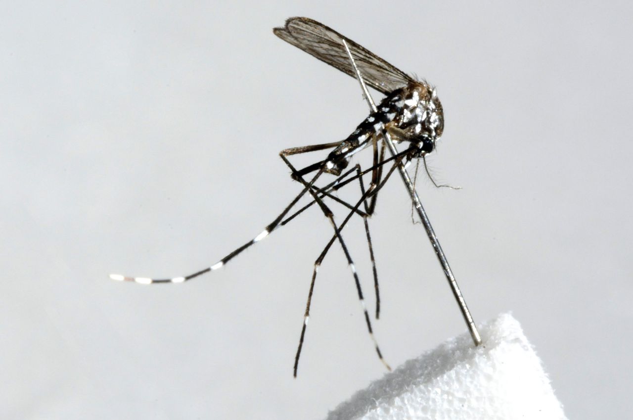 Foto gemaakt met een microlens van de Aziatische tijgermug (Aedes Albopictus).