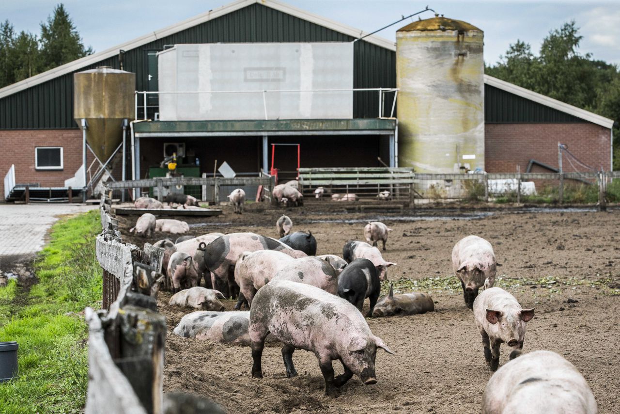 Nederlandse boeren produceren grotendeels voor het buitenland 