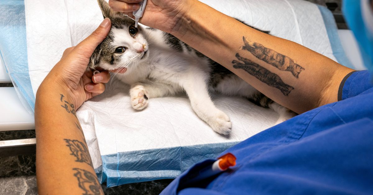 De ‘Katopia’ rijdt rond om zwerfkatten te steriliseren en castreren, zodat ze niet worden afgeschoten