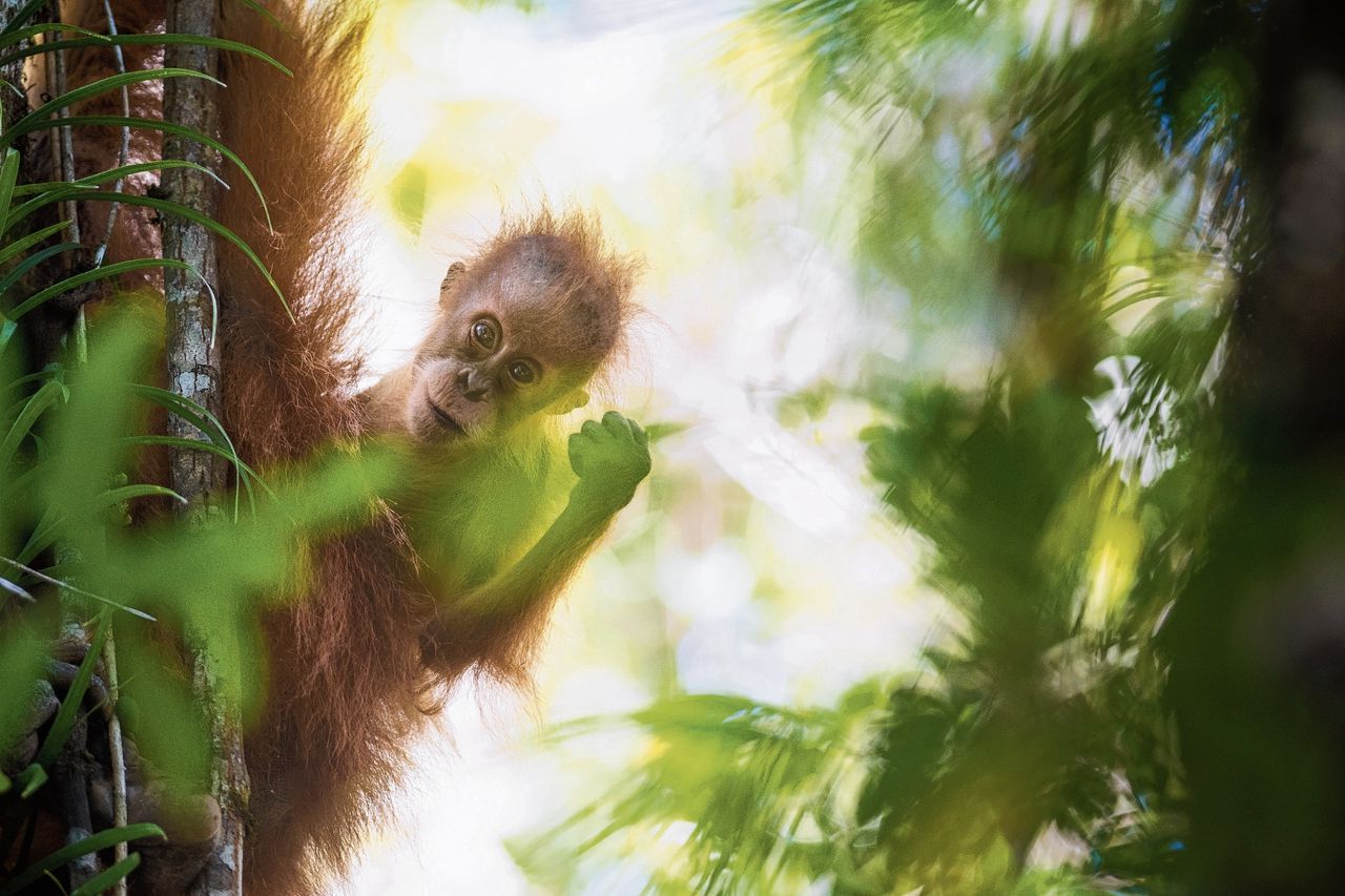 Jonge tapanuli-orang-oetan met moeder