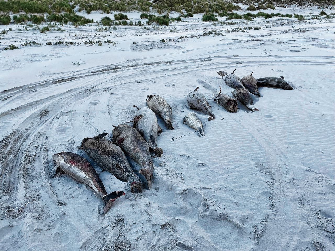 De dode bruinvissen spoelen aan met tientallen tegelijk 
