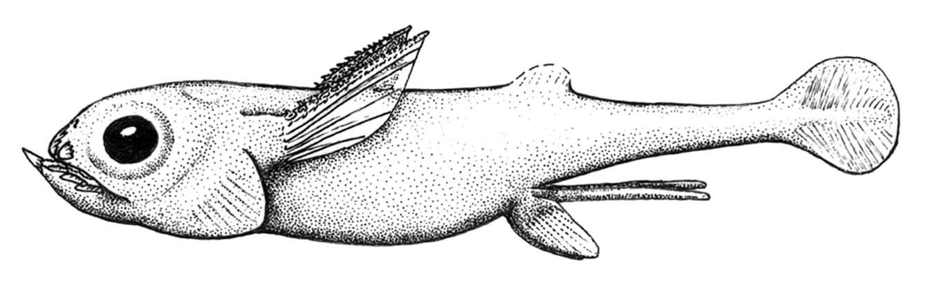 Рыба химера рисунок