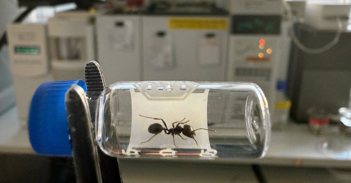 Te veel ozon veroorzaakt agressie in de mierenkolonie