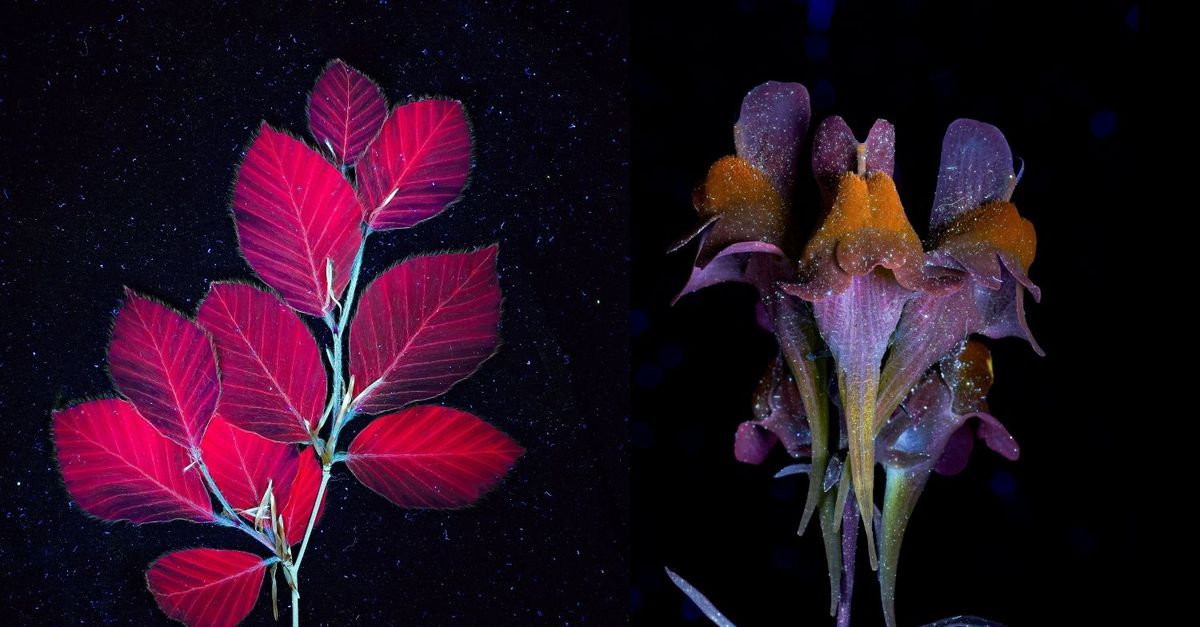 紫外線が照らす秘密の世界――オランダの生き物が放つ蛍光の美