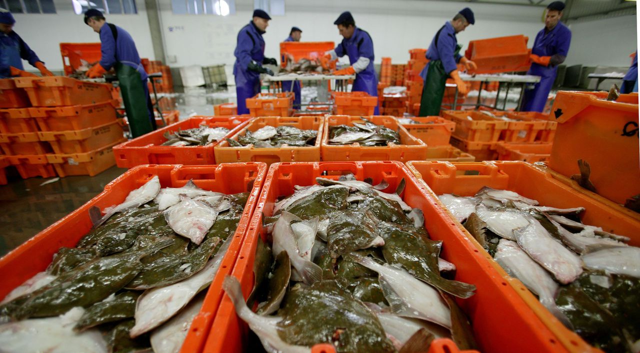 Hof legt in hoger beroep boetes op in Urker visfraudezaak 