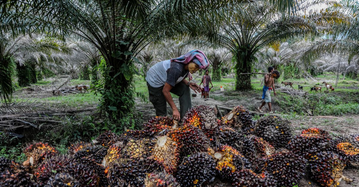 Indonesia memberlakukan larangan ekspor minyak sawit