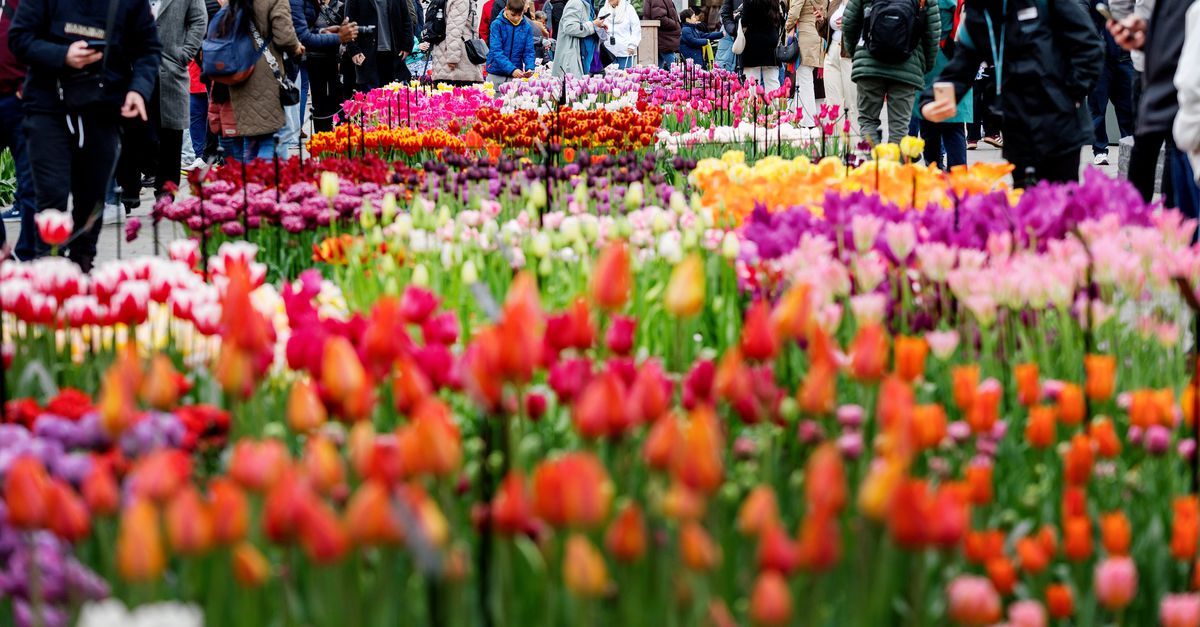 Met z’n tienduizenden selfies maken voor tulpenperkjes: welkom op de Keukenhof met Pasen