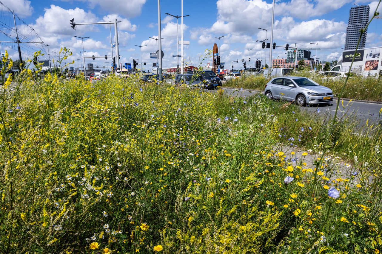 De wegbermen staan vol met onwezenlijke vrolijkheid waar bestuivers niets mee kunnen