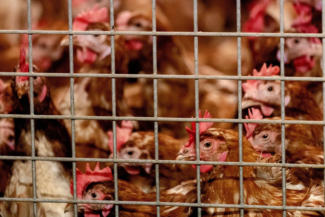 Opnieuw landelijke ophokplicht voor pluimvee wegens opleving vogelgriep 