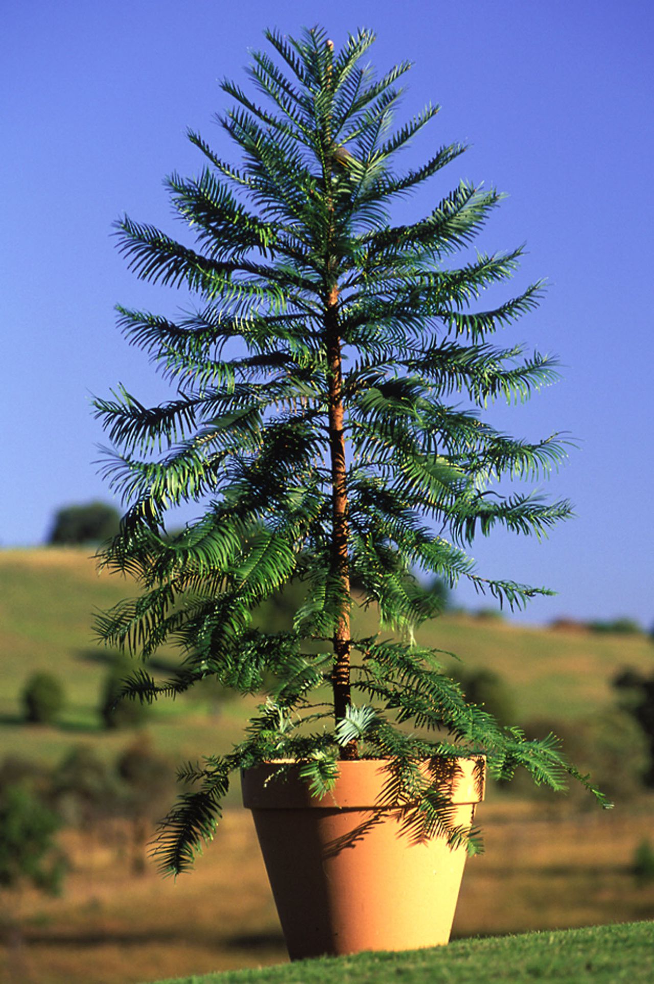 Wollemi pine, stinklaurier en een Oostkaapse