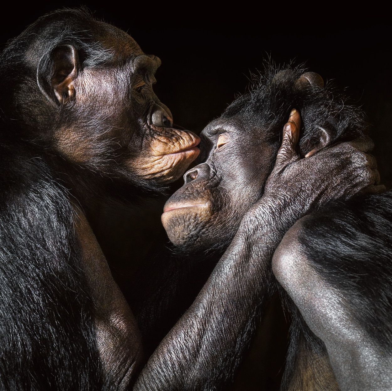 "Apen groeten elkaar na een periode van afwezigheid door hun lippen zachtjes op de mond of de schouder van een soortgenoot te plaatsen", Frans de Waal in zijn boek Zijn we slim genoeg om te weten hoe slim dieren zijn?