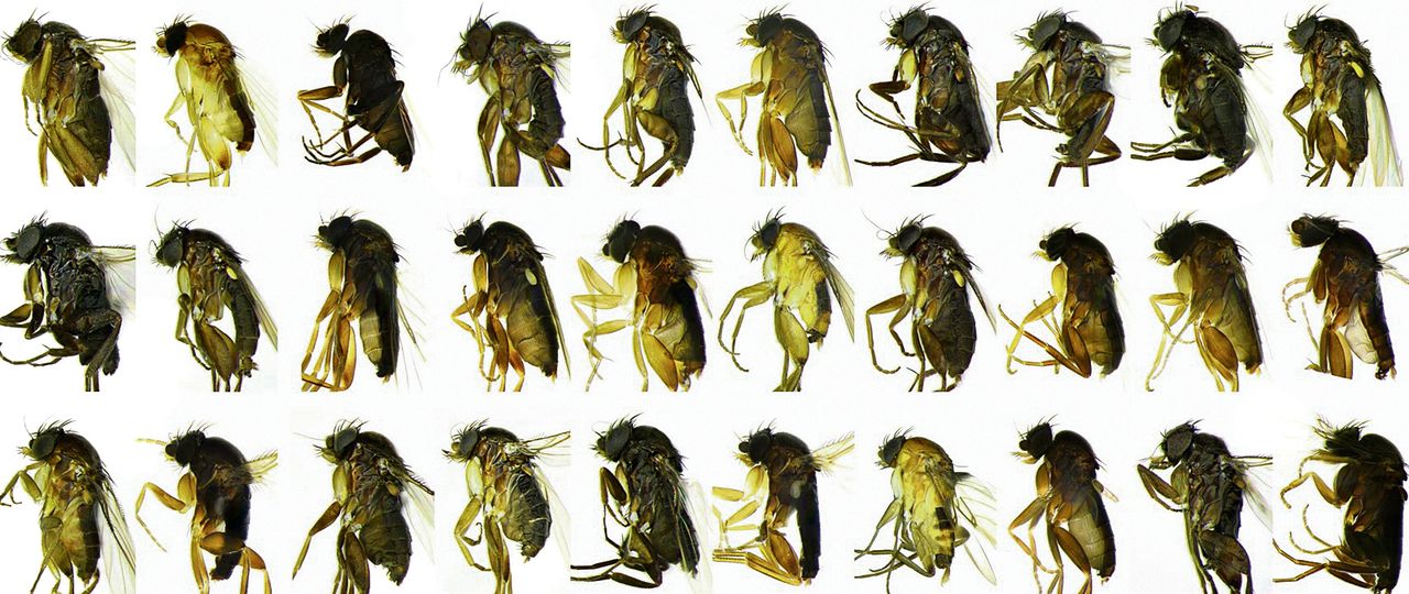 Dit zijn alle dertig nieuwe soorten bochelvliegjes die in Los Angeles ontdekt zijn.