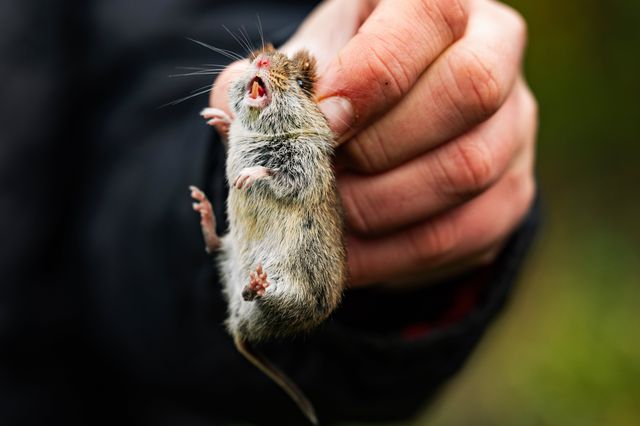 Een rosse woelmuis wordt vastgehouden door een van de NJN’ers .