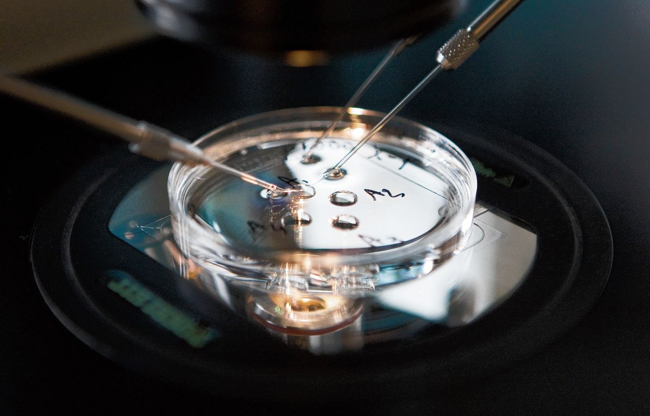Uit een achtcellige embryo wordt met een pipet een eicel gehaald voor genetisch onderzoek.