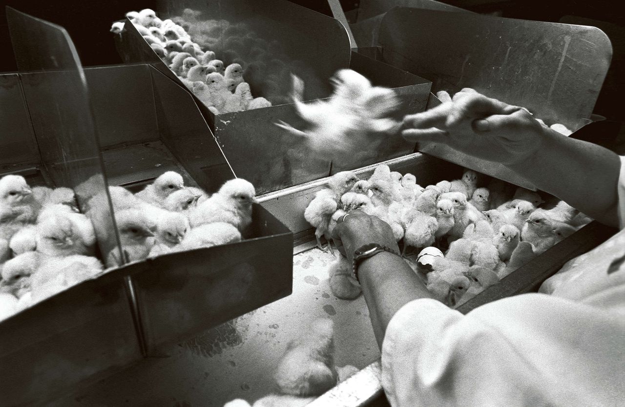 Het scheiden van haantjes en hennetjes in een kuikenbroederij. De haantjes worden gedood en meestal gebruikt als voer voor dierentuindieren.