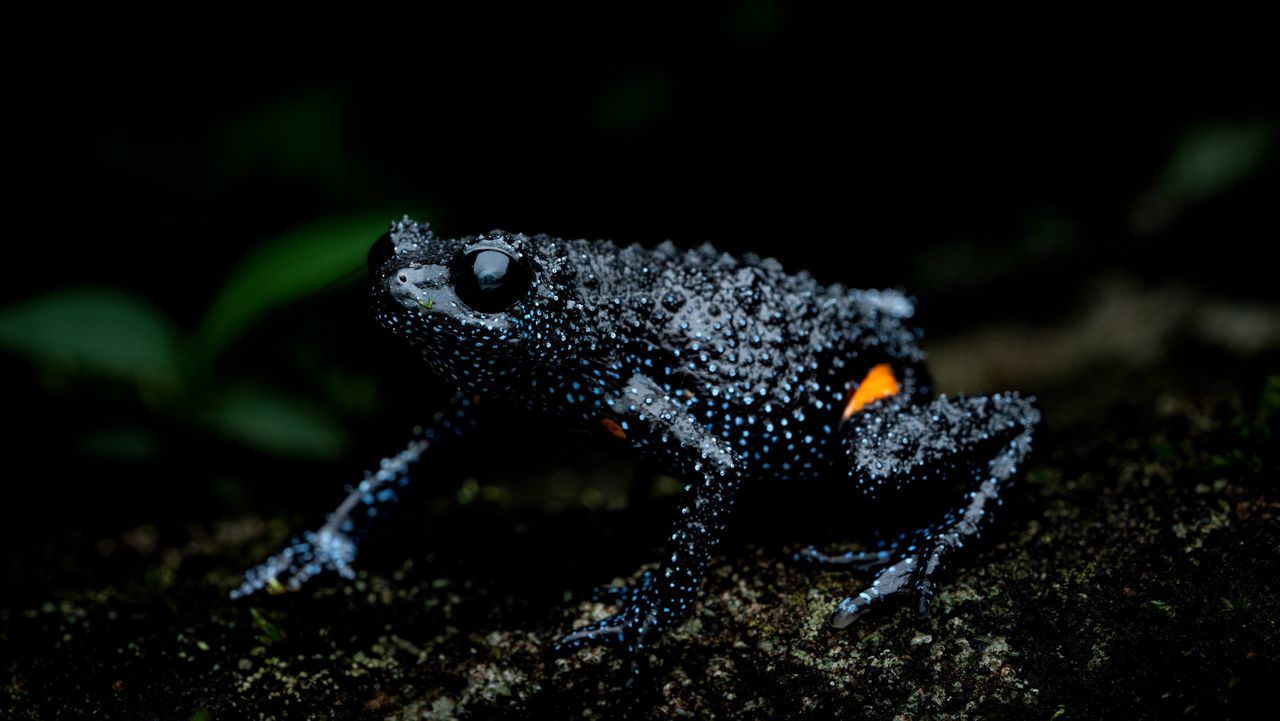 Fotografie levert deze kikker dodelijke stress op