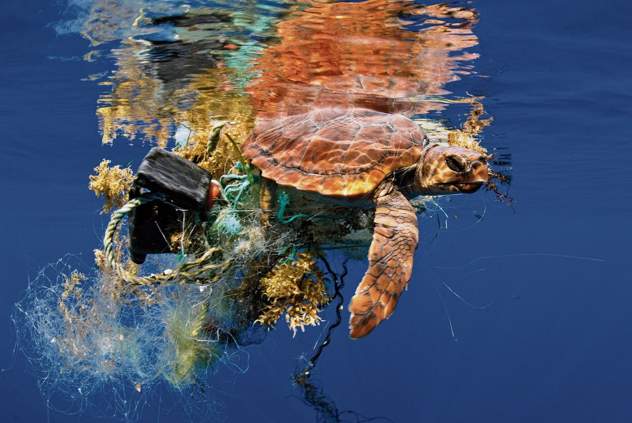 Een zeeschildpad die in afval verstrikt is geraakt bij Tenerife. Vervuiling is een van de bedreigingen voor dieren als gevolg van menselijk handelen.