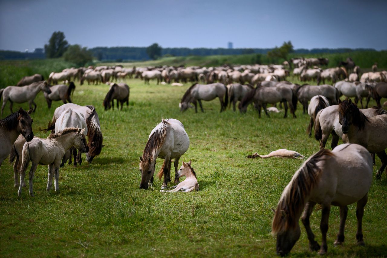 Grazende Konikpaarden in het natuurgebied bij Lelystad.