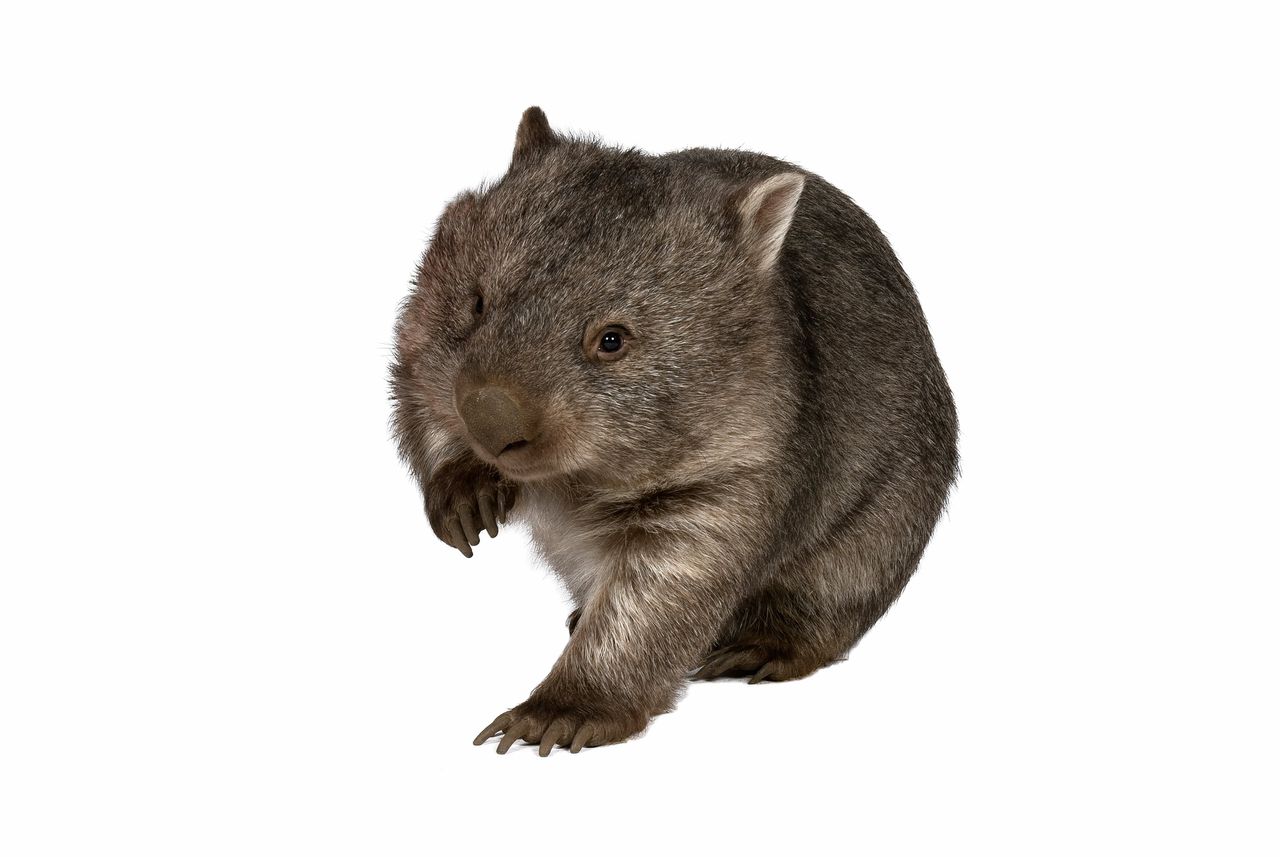 Gewone wombat