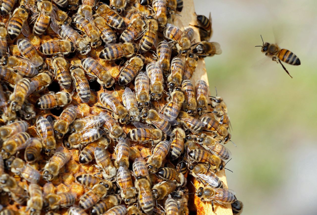 De achteruitgang van de bijen heeft zich over decennia voltrokken. Er lijkt sprake te zijn van een stabilisering, maar wel op een laag niveau.