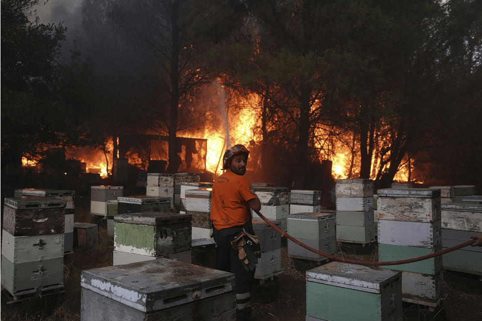 Dichte bebossing, droogte en temperaturen tot 44 graden: de bosbranden in Griekenland 