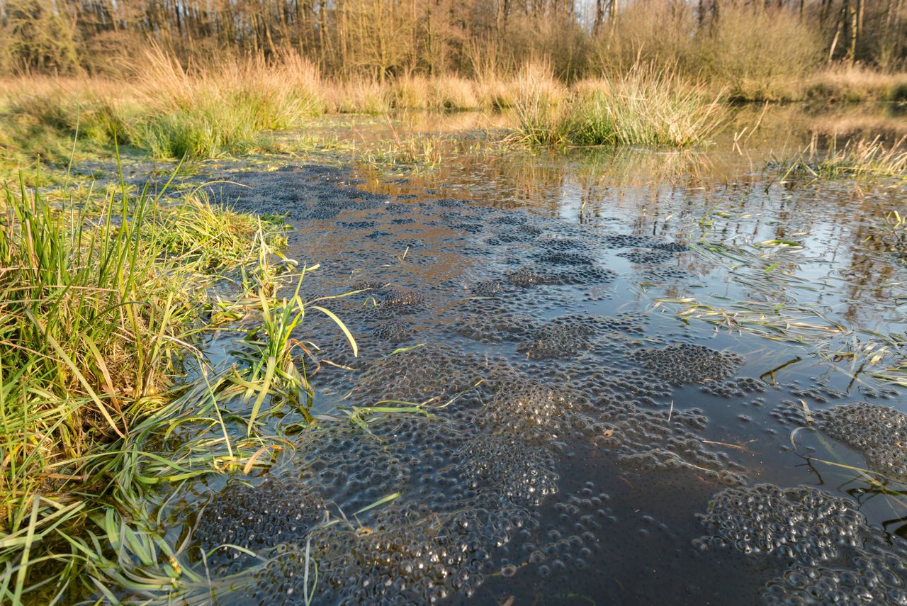 De Venrayse wethouder Jan Loonen (CDA, Grondzaken) verkocht grond aan het waterschap, zodat de Loobeek kon meanderen.