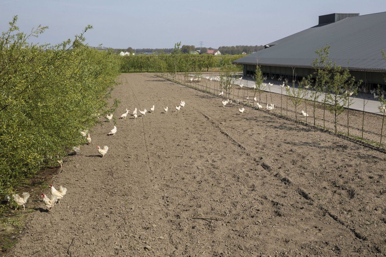 Ministerie: Nederland officieel vogelgriepvrij 