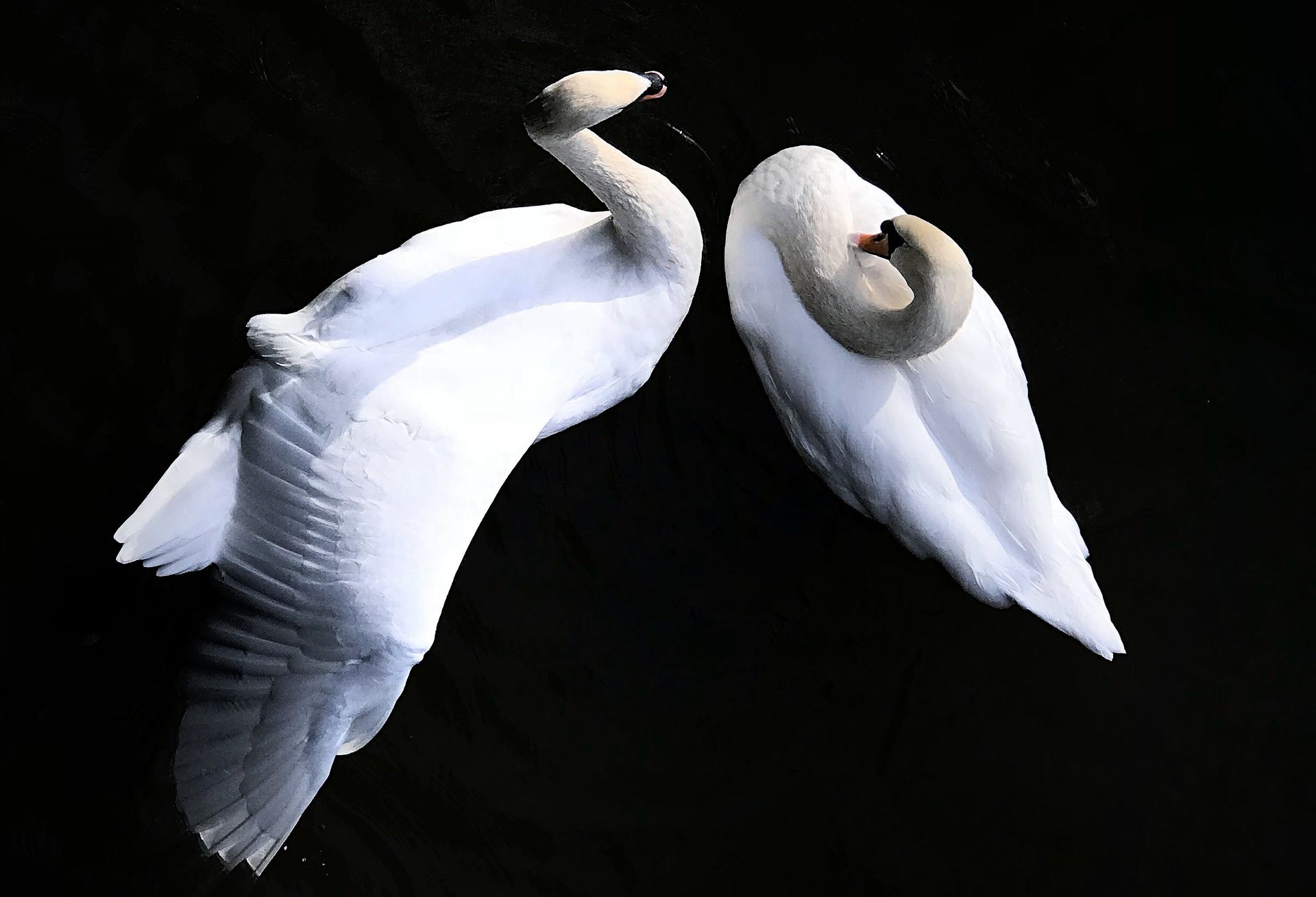 Waarom vult Thomése alles voor de lezer in? - NRC