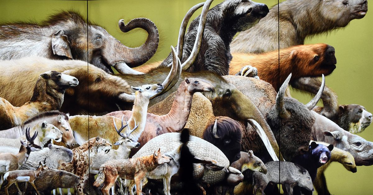 Tigri dai denti a sciabola, leoni delle caverne e tartarughe giganti… la loro estinzione è causata dall’uomo, non dal clima