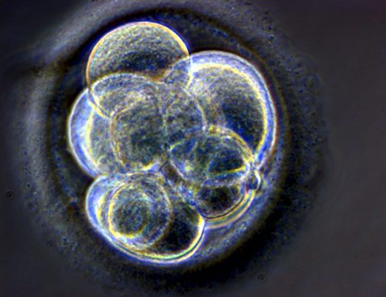 Een menselijk embryo van drie dagen oud. Dit is niet het embryo van de Australische semi-identieke tweeling.