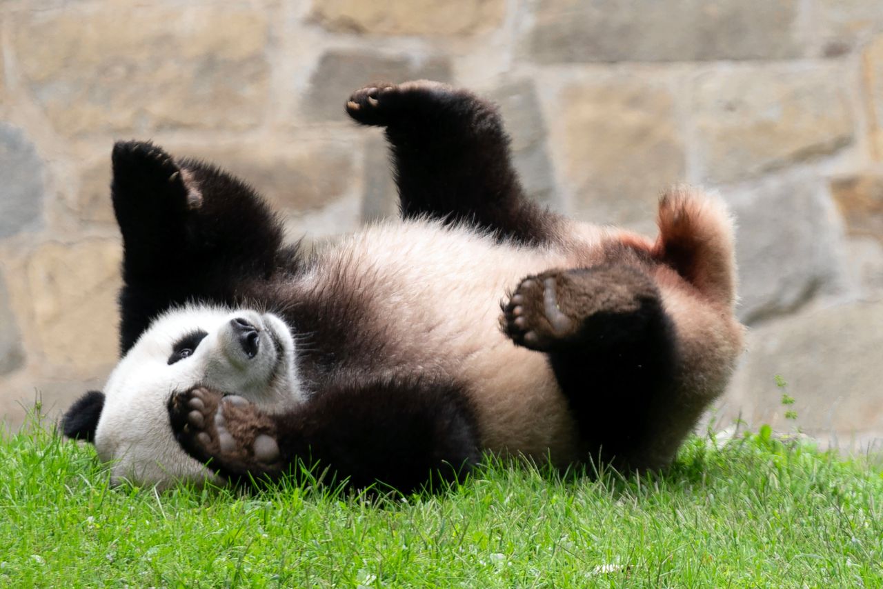 Na vertrek Chinese panda’s ‘blijft een leegte achter’ in Washington 