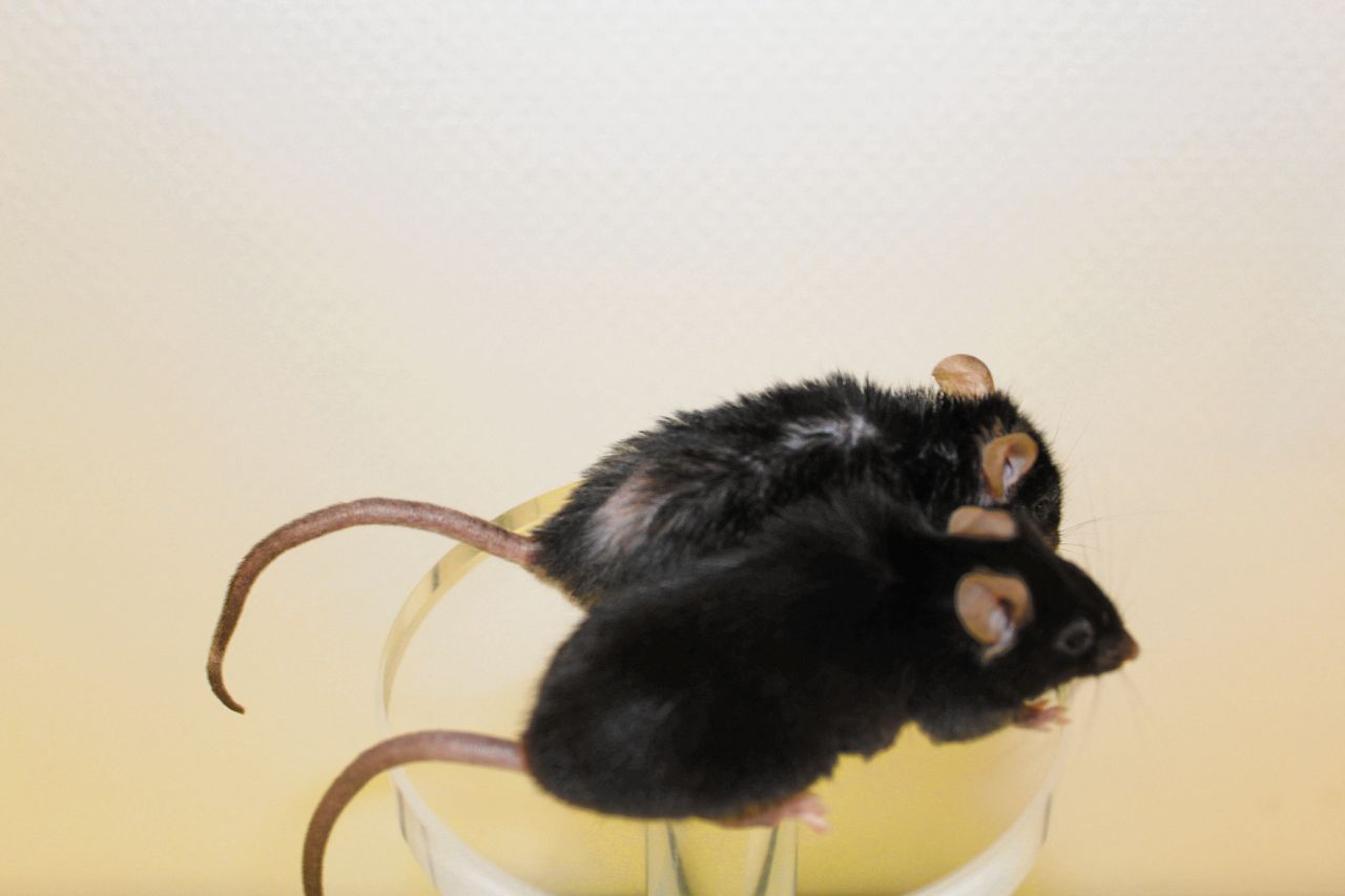 Een oude muis, met daarvoor een even oude muis die zijn FOXO4-DRI-therapie voltooid heeft.