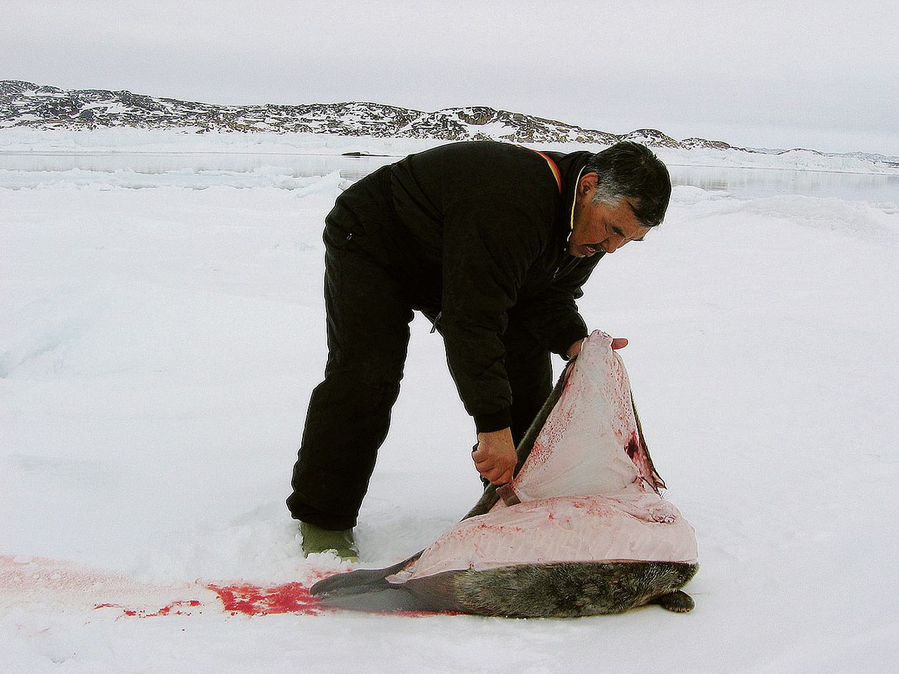 Inuitman snijdt een brok van zijn traditionele voeding: vet vlees.