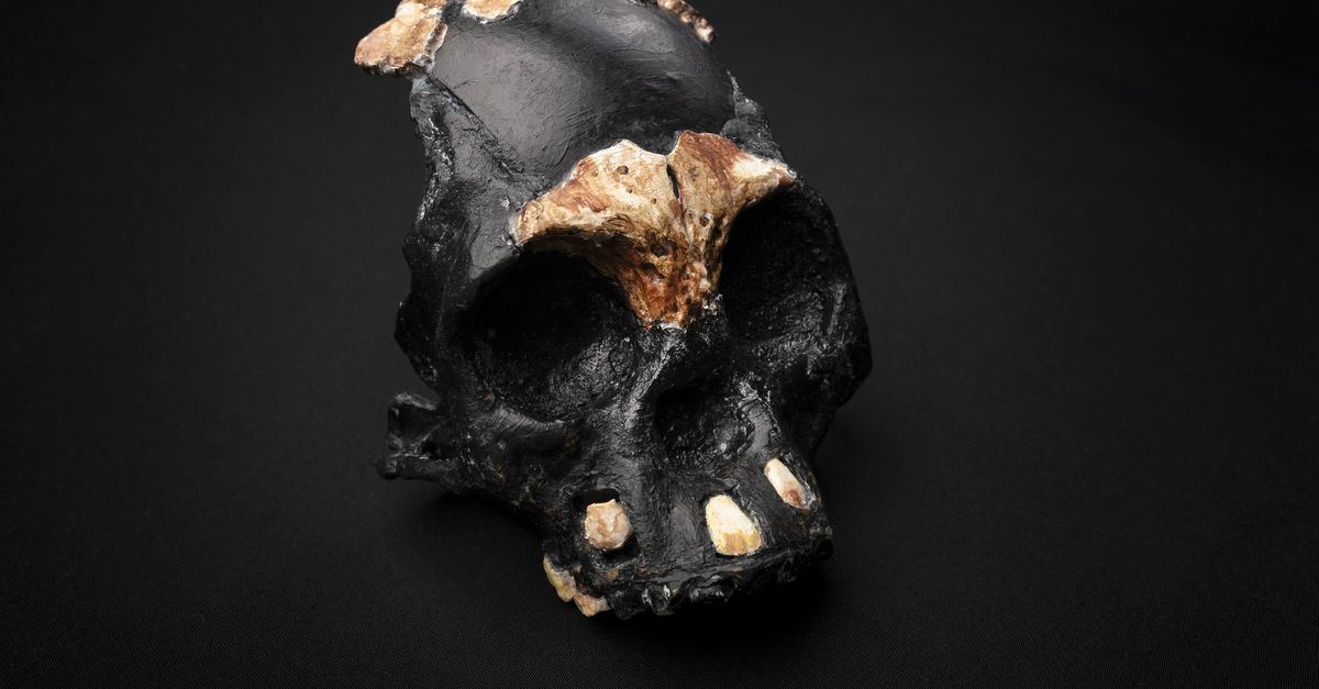 Neanderthal naledi disegno e sepoltura