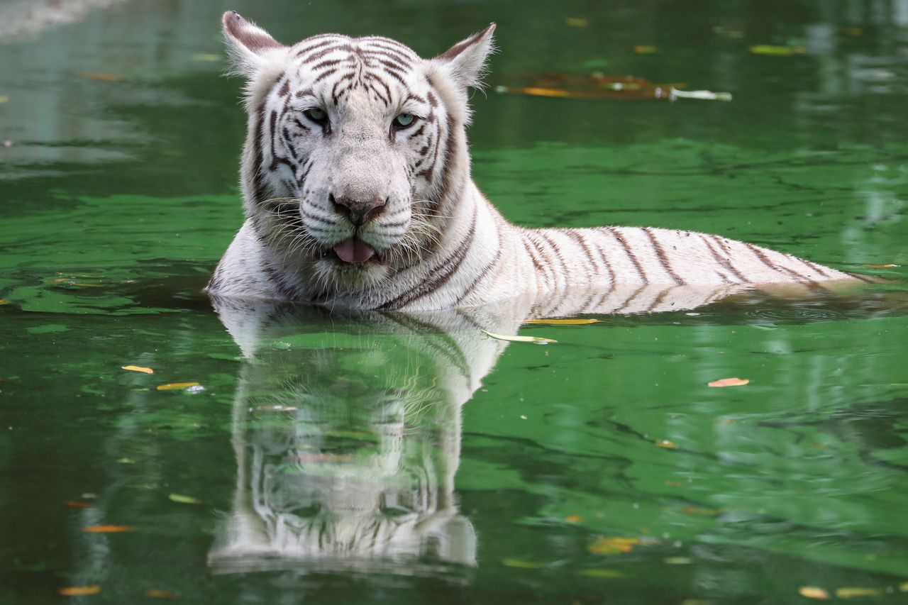 Een witte Bengaalse tijger in een dierentuin in Maleisië.