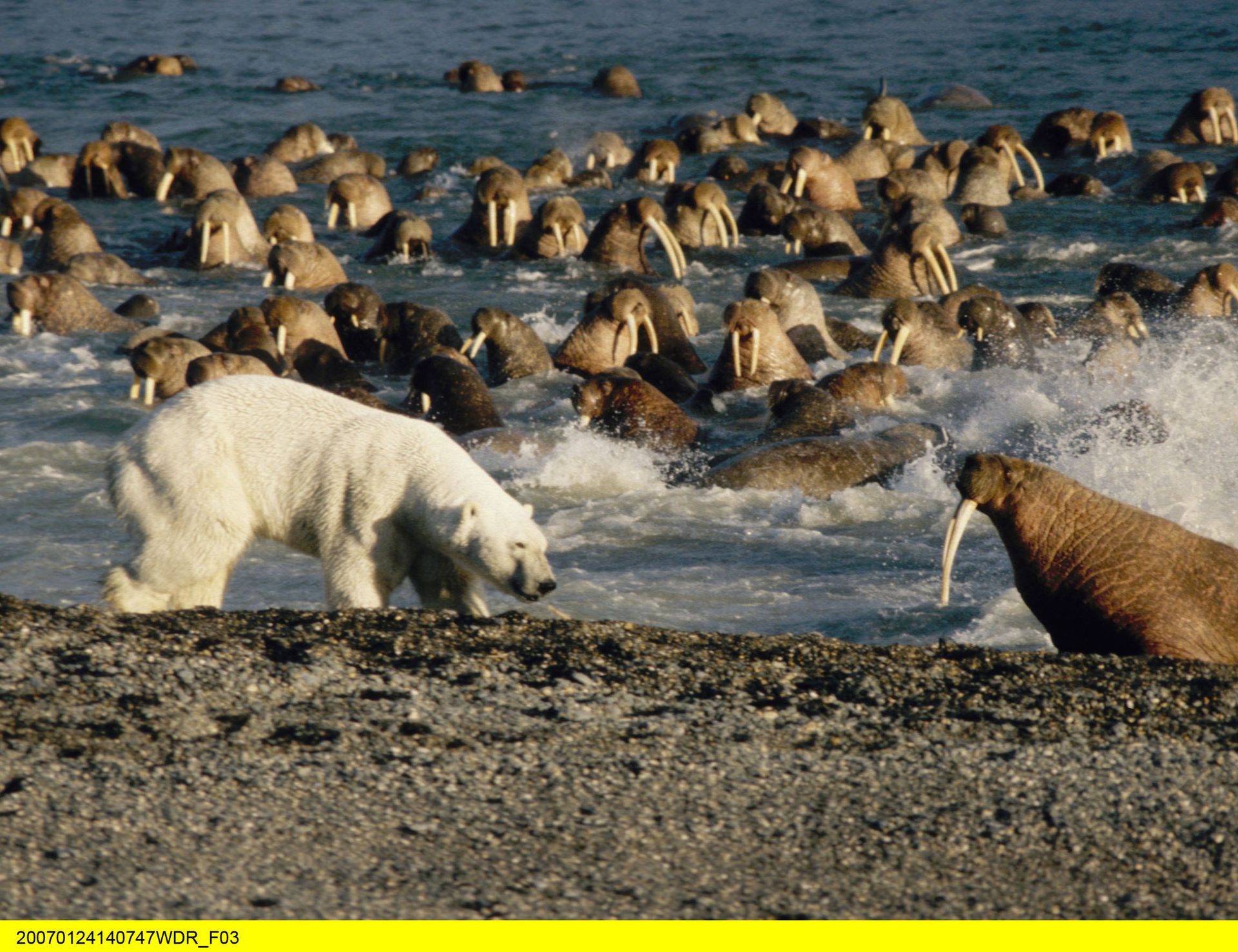 Лежбище моржей на острове Врангеля. Чукотка остров Врангеля. Остров Врангеля в Чукотском море. Заповедник остров Врангеля моржи